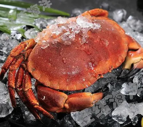 面包蟹